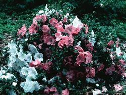 AZALEA RHODODENDRON SATSUKI-GUMPO PINK-CLUSTERS OF  LARGE ROSE PINK BLOOMS WITH DARKER FLECKS  Zone 7