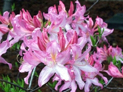 NATIVE RHODODENDRON AZALEA PRINOPHYLLUM- 'ROSESHELL' ROSY PINK BLOOMS, CINNAMON FRAGRANCE Zone 5