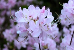 NATIVE RHODODENDRON AZALEA VASEYI PINKSHELL  AZ ZONE 5