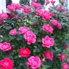 Knockout Rose Double Knockout PINK ZONE 5