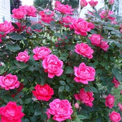 Knockout Rose Double Knockout PINK ZONE 5