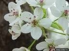 PEAR BRADFORD FLOWERING PEAR TREE-Pyrus calleryana Z 4