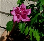 ALTHEA-Hibiscus syriacus BLOOMS DOUBLE RED or Rose of Sharon   Z 5