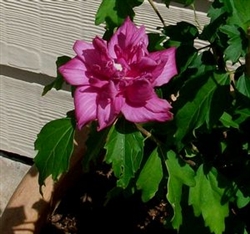 ALTHEA-Hibiscus syriacus BLOOMS DOUBLE RED or Rose of Sharon   Z 5