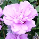 ALTHEA-Hibiscus syriacus ' DOUBLE PURPLE' or Rose of Sharon    Z 5