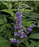 CHASTETREE-Vitex agnus-castus 'Shoal Creek'-Large Blue-Violet Flowers12-18" long Z 6