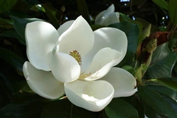 MAGNOLIA SOUTHERN MAGNOLIA-Magnolia grandiflora-Creamy White Fragrant Bloom Zone 5