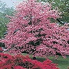 FLOWERING DOGWOOD PINK-Cornus florida 'Cherokee Princess'-Single Pink Blooms Red Berries   Zone: 5