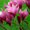 MAGNOLIA STELLATA- â€˜ANNâ€™ Fragrant PURPLE/RED BLOOM Z 4