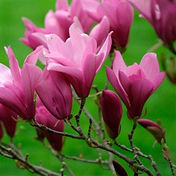 MAGNOLIA STELLATA- â€˜ANNâ€™ Fragrant PURPLE/RED BLOOM Z 4