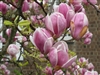 MAGNOLIA SAUCER MAGNOLIA-Magnolia x soulangiana-White flushed with Purple Fragrant BLOOM Z 4b