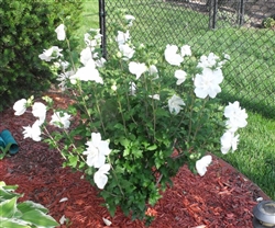 ALTHEA-Double White Althea â€˜Hibiscus syriacusâ€™  Zone 5