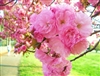 CHERRY FLOWERING CHERRY KWANZAN-Prunus 'Kwanzan' DOUBLE PINK BLOOMS  Zone: 5