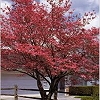 DOGWOOD RED DOGWOOD-Cornus florida 'Cherokee Chief' Red Blooms Red Berries Zone: 5