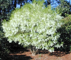 FRINGETREE: Grandfathers Beard-Chionanthus virginicus-Fluffy White Bloooms ZONE 4