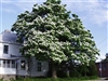 CATALPA NORTHERN CATALPA TREE-Catalpa speciosa-White Blooms Z4