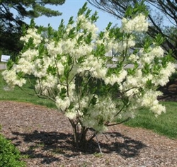 FRINGETREE CHINESE FRINGETREE-Chionanthus retusus-Fluffy White Blooms Z 5