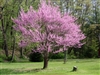 REDBUD TEXAS REDBUD-Cercis canadensis-Showy Clusters of Soft Pink to Magenta Blooms Z 4