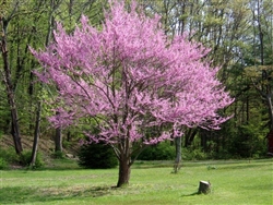 REDBUD TEXAS REDBUD-Cercis canadensis-Showy Clusters of Soft Pink to Magenta Blooms Z 4