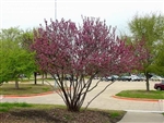 BUCKEYE MEXICAN BUCKEYE-Ungnadia speciosa-Fragrant Pink Blooms  Z 7