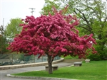 PRAIRIFIRE CRABAPPLE-Malus "Prairifire"  Z 4