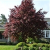 Thundercloud Purple Leaf Plum-Prunus cerasifera 'Thundercloud' Z 4