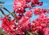 PEACH DOUBLE RED FLOWERING PEACH TREE-Prunus persica 'Cardinal' Zone 5