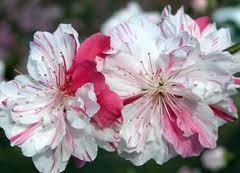 PEACH PEPPERMINT FLOWERING PEACH TREE-Prunus persica 'variegated' Zone 6 SEND US EMAIL TO RESERVE