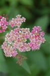 SPRIEA ANTHONY WATERER PINK BRIDAL'S WREATH PINK-LAVENDER BLOOMS Flowering Shrub Zone 3