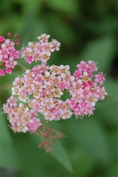 SPRIEA ANTHONY WATERER PINK BRIDAL'S WREATH PINK-LAVENDER BLOOMS Flowering Shrub Zone 3