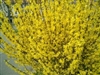 FORSYTHIA LYNWOOD GOLD Shrub Zone 5