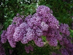 LILAC PERSIAN LILAC-Syringa persica-FRAGRANT PURPLE FLOWERS Zone 3