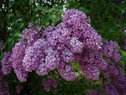 LILAC PERSIAN LILAC-Syringa persica-FRAGRANT PURPLE FLOWERS Zone 3