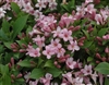 PINK WEIGELA-Weigela florida Deciduous Dark Purple foliage with pink blooms Zone 4