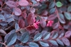 LOROPETALUM PLUM DELIGHT Rose Pink Blooms Flowering Shrubs  Zone 6