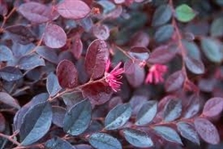 LOROPETALUM PLUM DELIGHT Rose Pink Blooms Flowering Shrubs  Zone 6