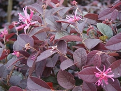 LOROPETALUM CHERISE CHARM  DARK PLUM 3-4' WH PINK FLOWERS  ZONE 7