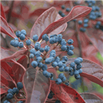 Viburnum Possum Haw-Viburnum nudum Long-stalked Clusters Yellowish White Flowers Zone 5