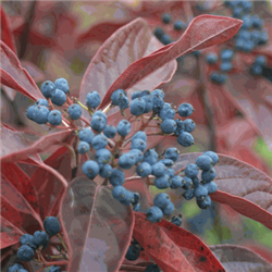 Viburnum Possum Haw-Viburnum nudum Long-stalked Clusters Yellowish White Flowers Zone 5