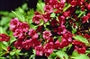 Weigela Red 'Vaniceki'-RED REBLOOMING WINE AND ROSES  WEIGELA Decidious Shrub Zone 5