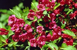 Weigela Red 'Vaniceki'-RED REBLOOMING WINE AND ROSES  WEIGELA Decidious Shrub Zone 5