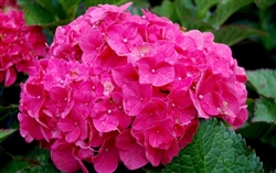 Charm Red Hydrangea-Hydrangea Macrophylla Charm Red Zone 4