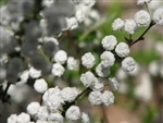 SPIREA 'Reeves'  BRIDAL'S WREATH SPRING WHITE BLOOMING HARDY SHRUB Z=3-9