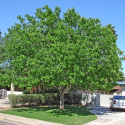 FAN TEX ASH-Fraxinus velutina "Fan tex" Zone 7