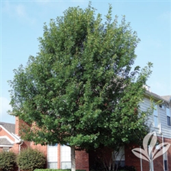 SHUMARDI RED OAK-Quercus shumardii Zone 4