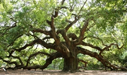 LIVE OAK-Quercus virginiana Zone 7