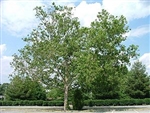 AMERICAN SYCAMORE  Platanus occidentalis Zone 4