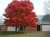 Maple Red Maple-Acer rubrum Red Fall Foliage Z 3