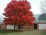 Maple Red Maple-Acer rubrum Red Fall Foliage Z 3