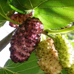 RUSSIAN MULBERRY-Morus Alba 35-80 Feet  Zone 5